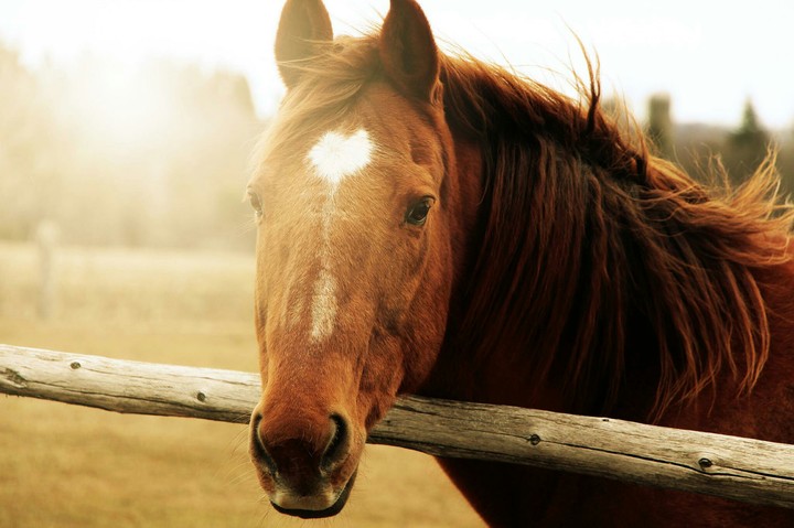horse