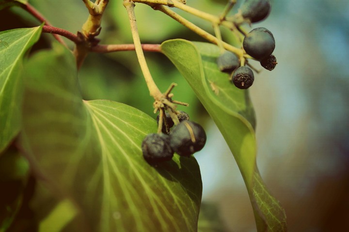berry