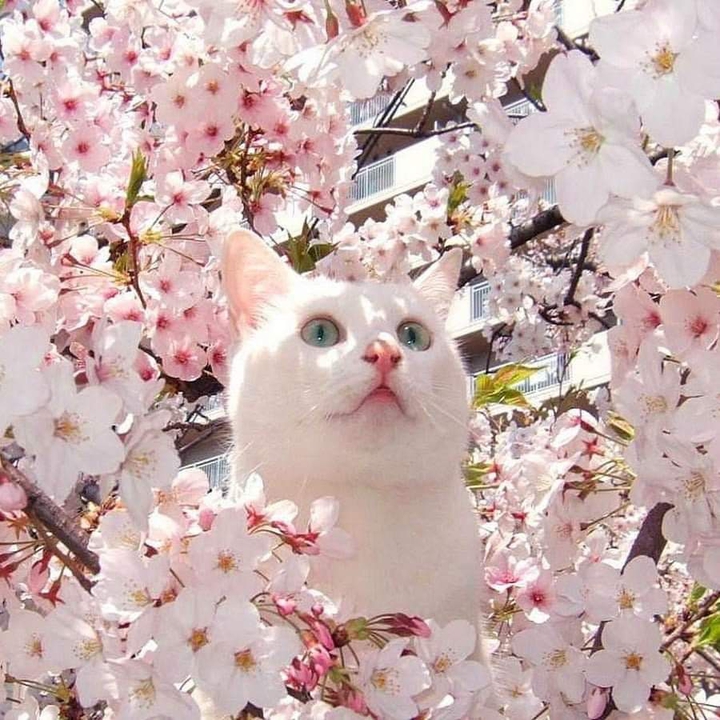 gatito