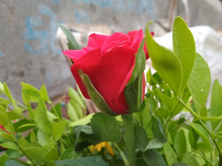 Lovely Rose