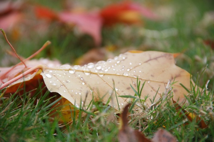 droplets