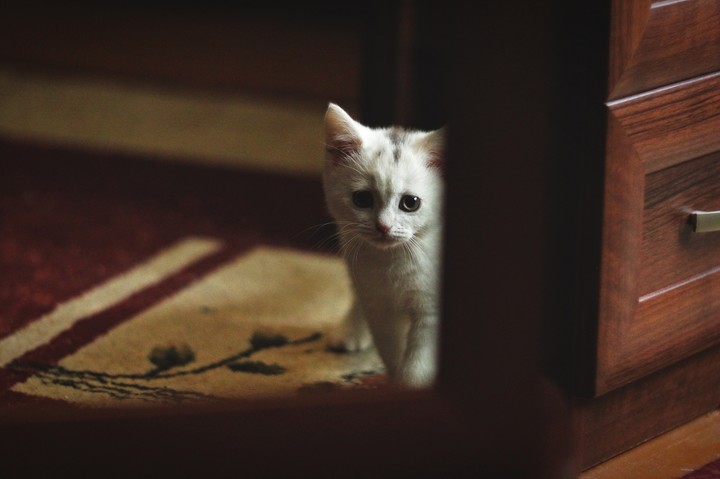 Kitty