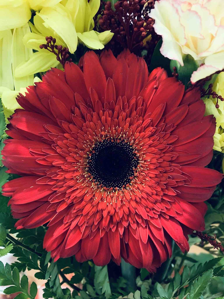 Gerbera Daisy