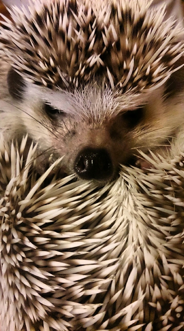 Cute Baby Hedgehog