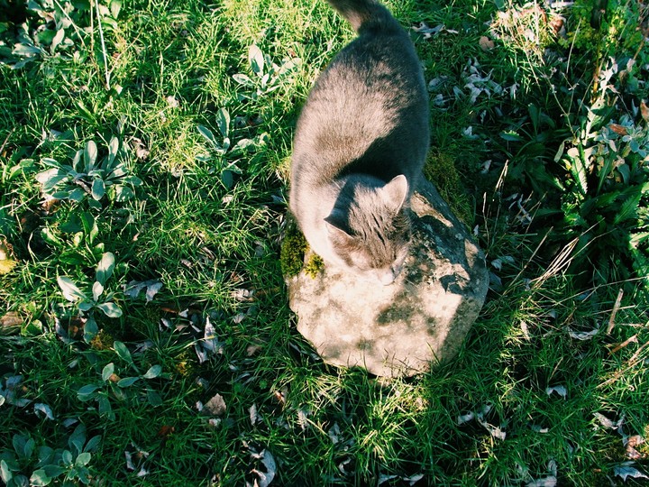 kitty