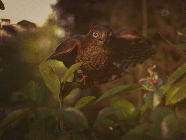 Bird.