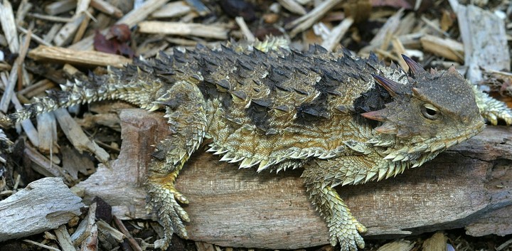 horned frog