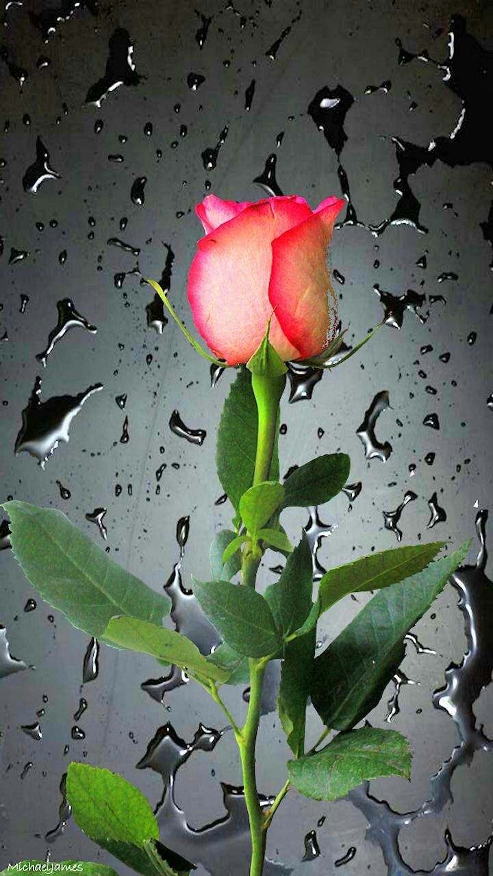 rose