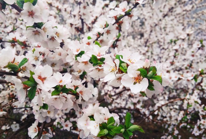 Spring