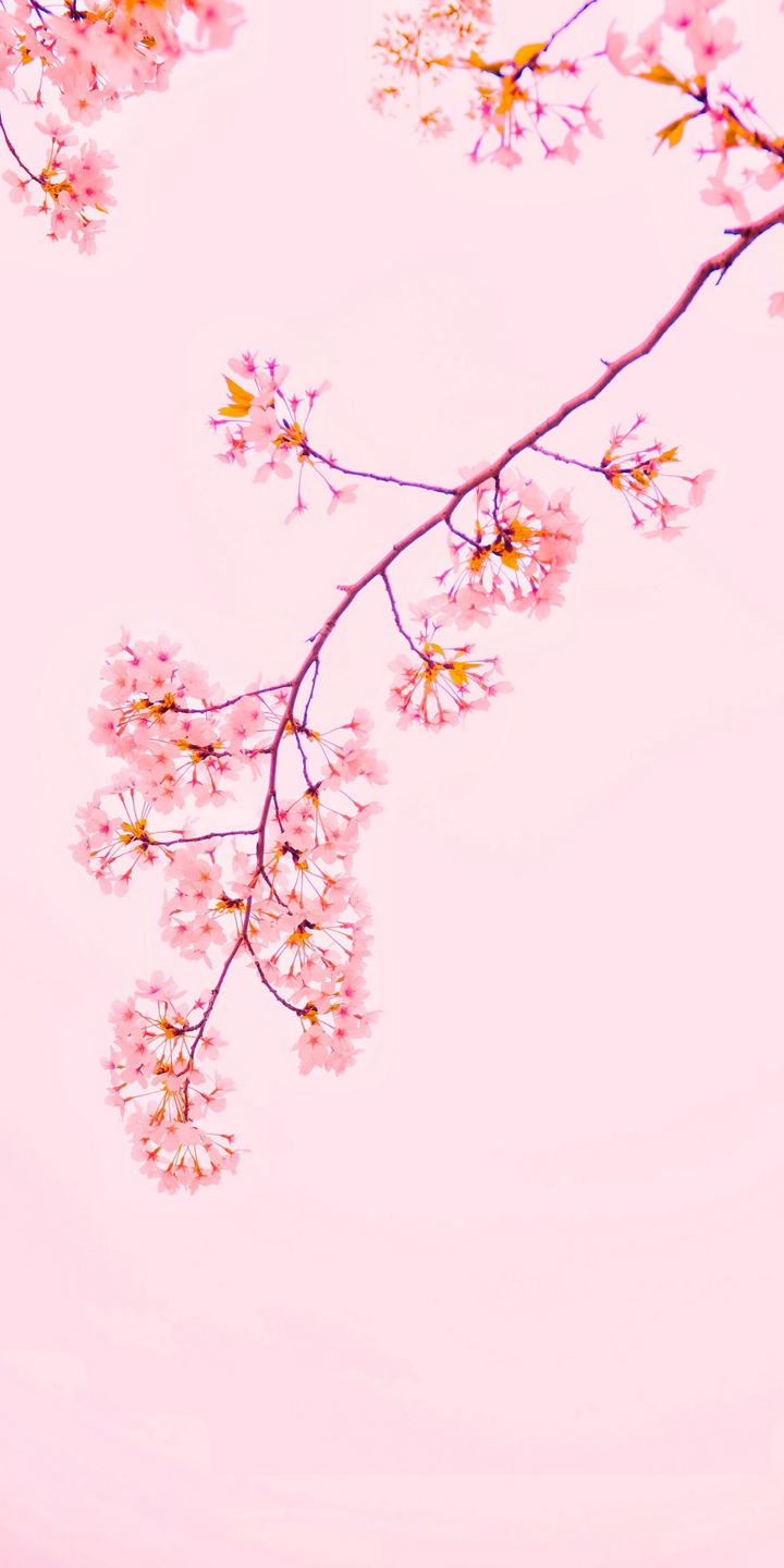 ᴘɪɪɴᴋ