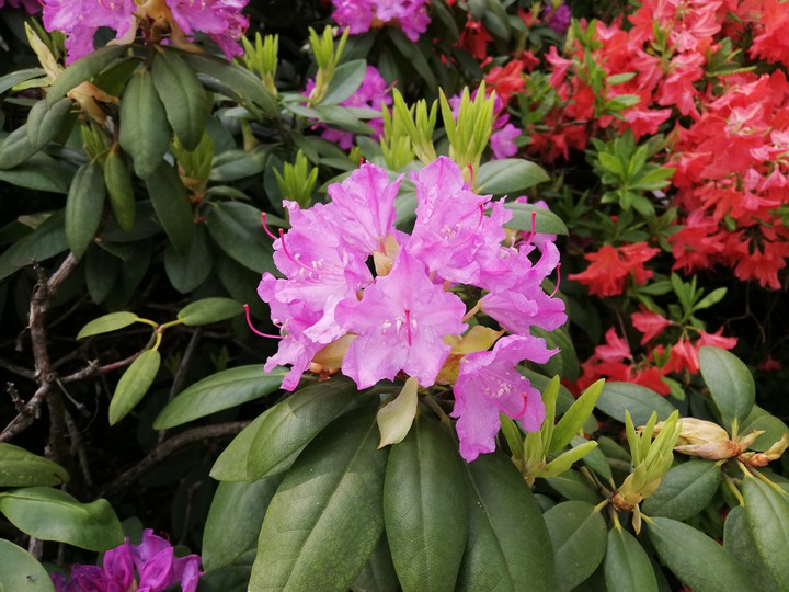 Rododendrs