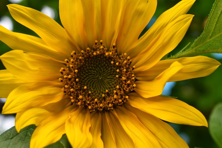 #sunflower