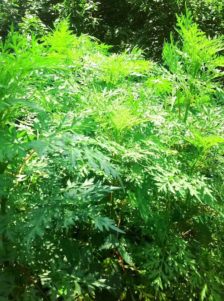 greeny sheeny
