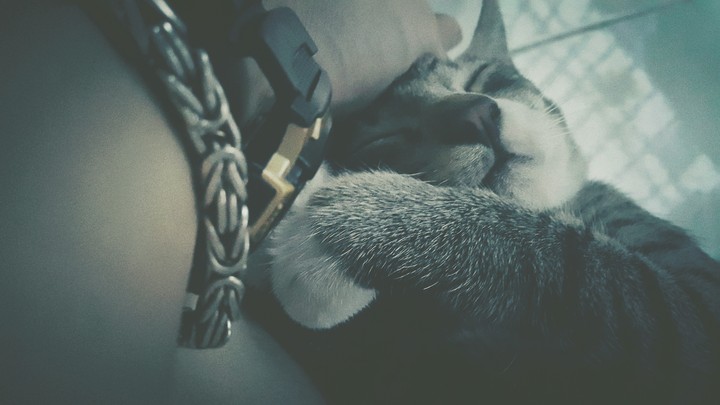 Kitty