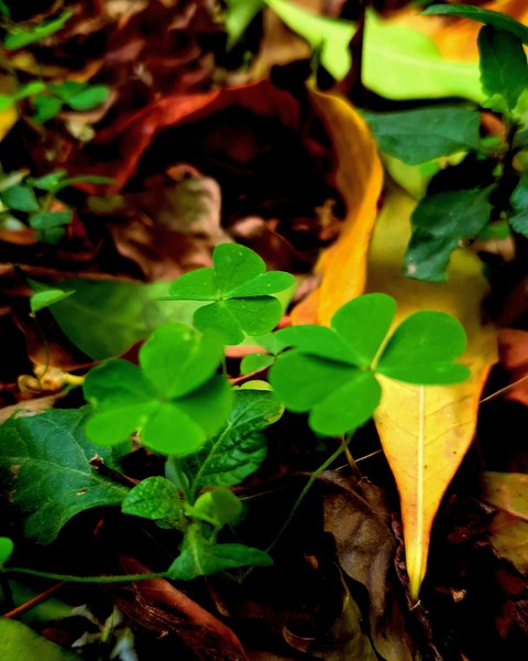 Autumn