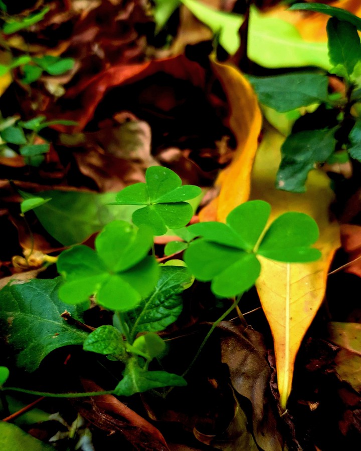 Autumn