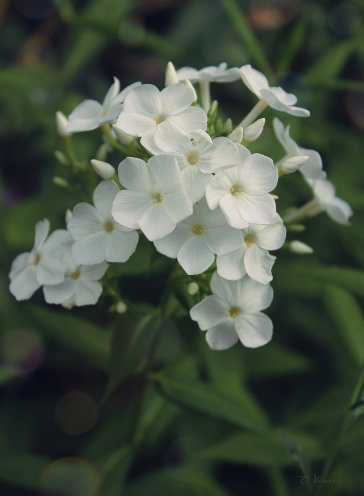 O.V.❀