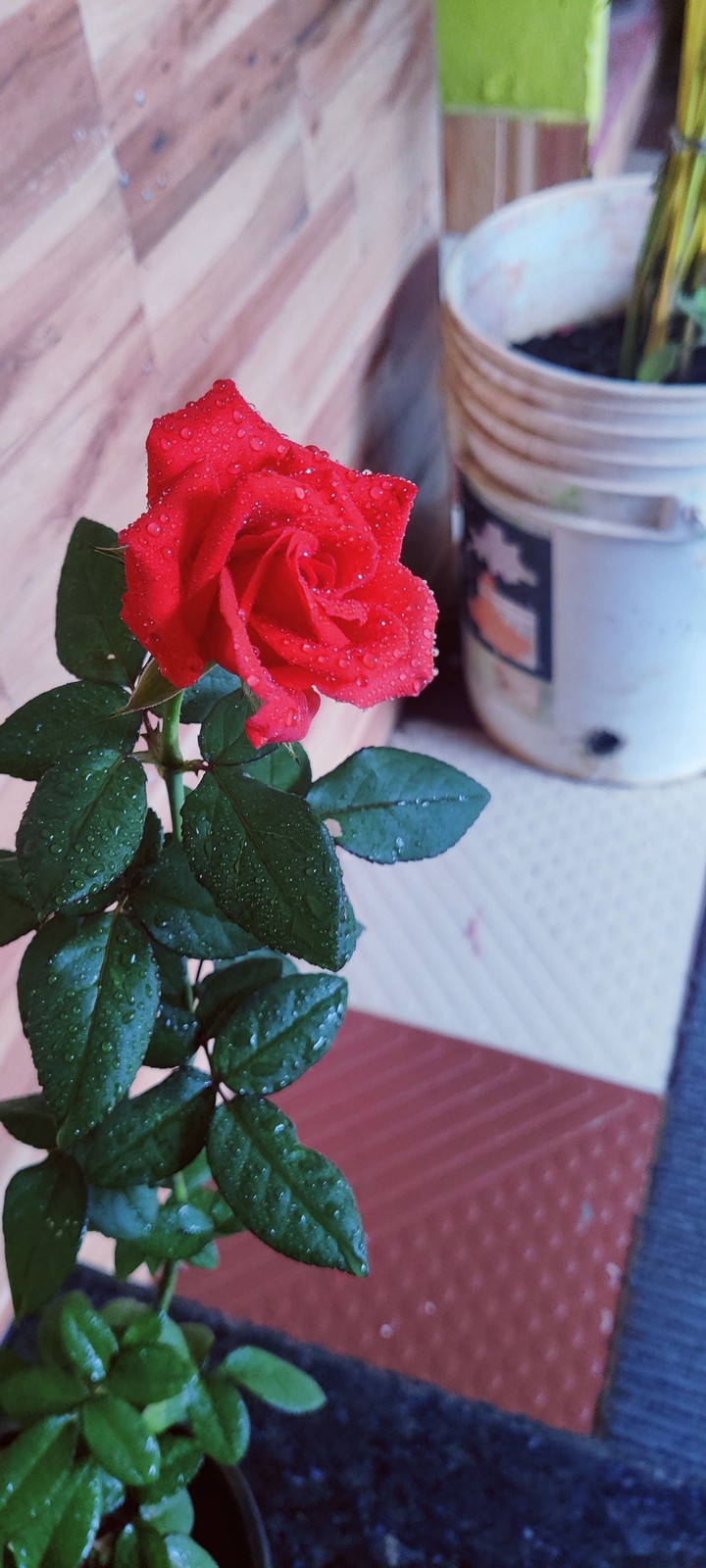 Red Rose