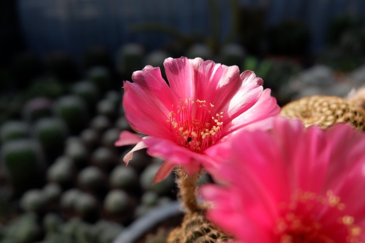 #cactus #garden #lobivia #pink #แคคตัส #กระบองเพชร#รีบูเทีย
