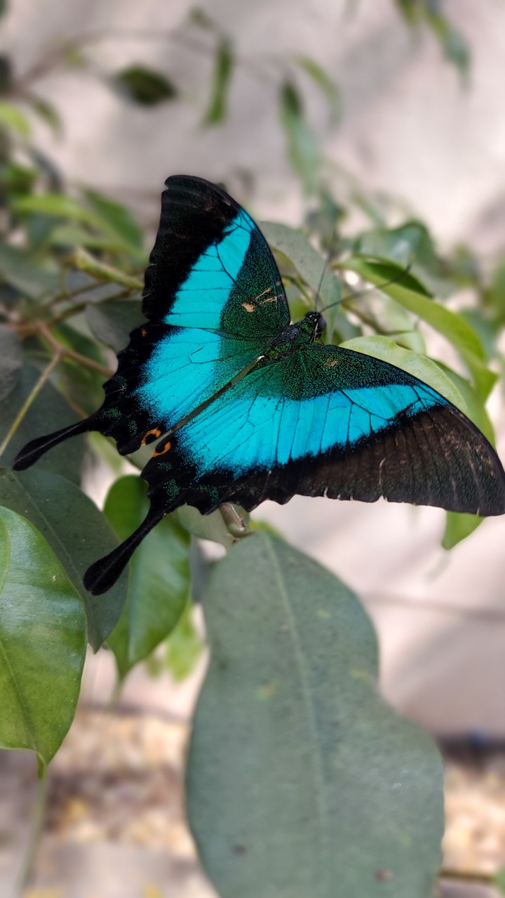 butterfly