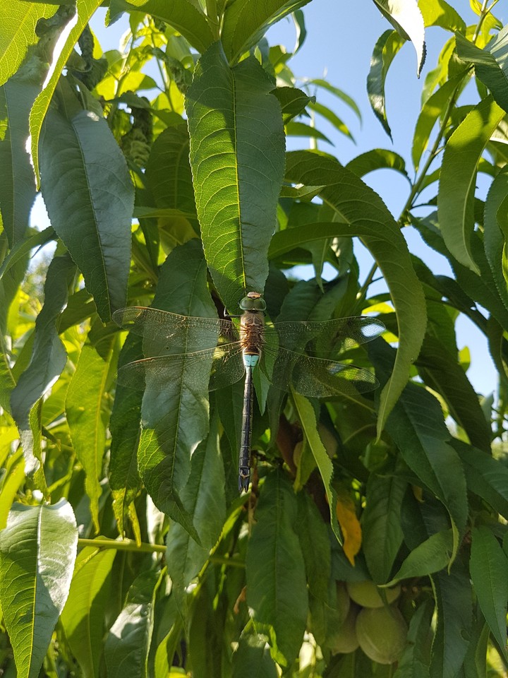 dragonfly