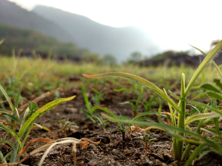 grass