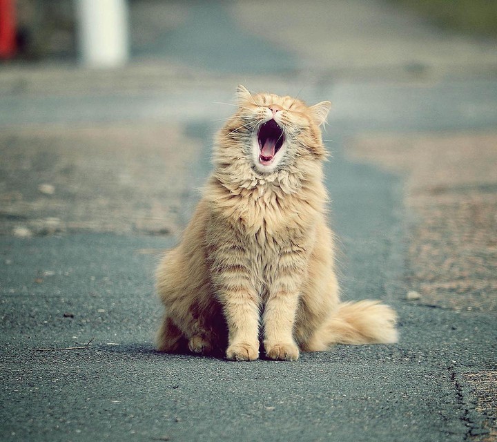 Cat Photography