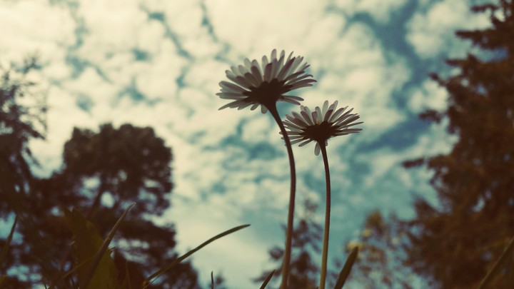 daisy's