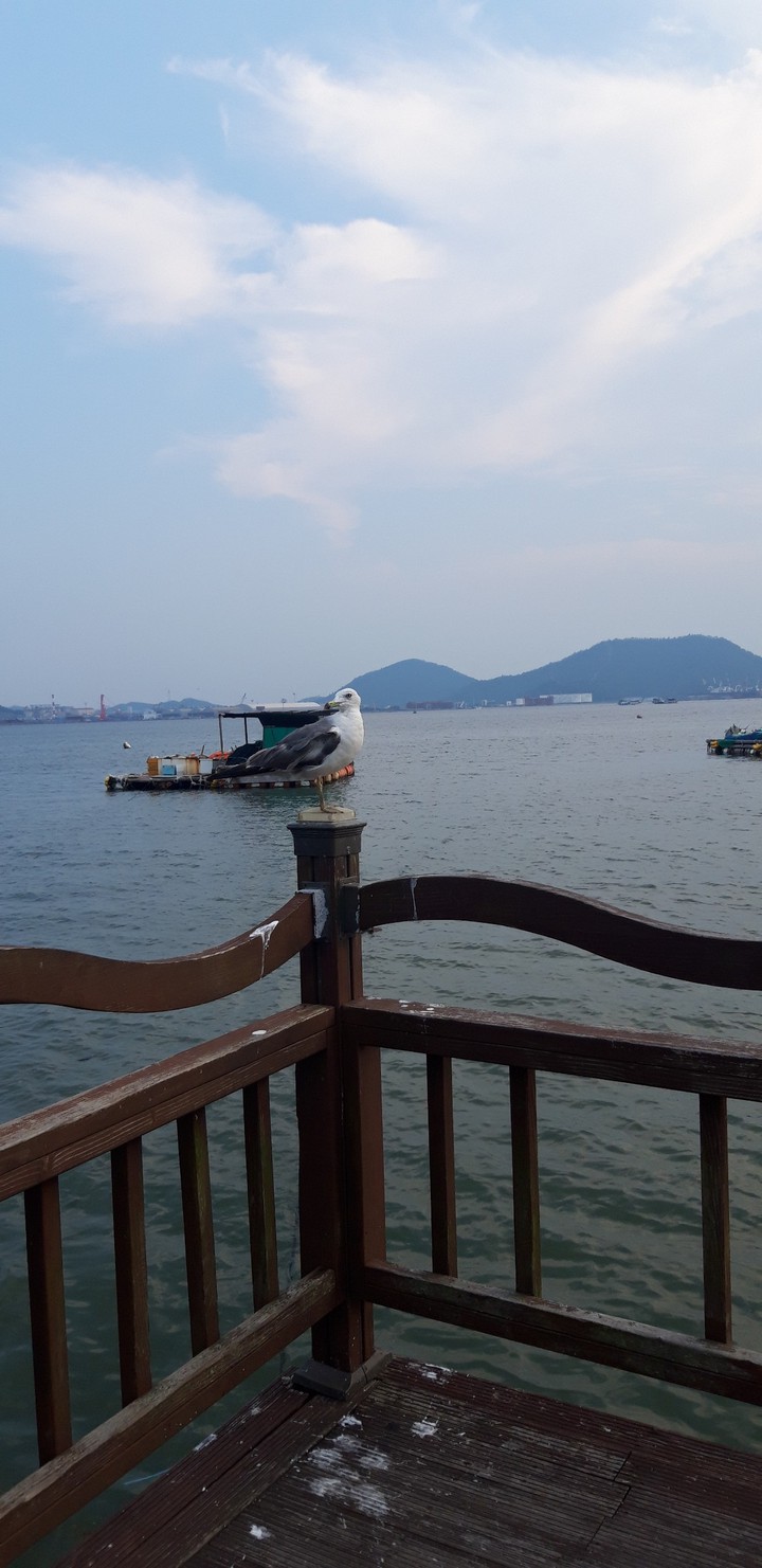 갈매기