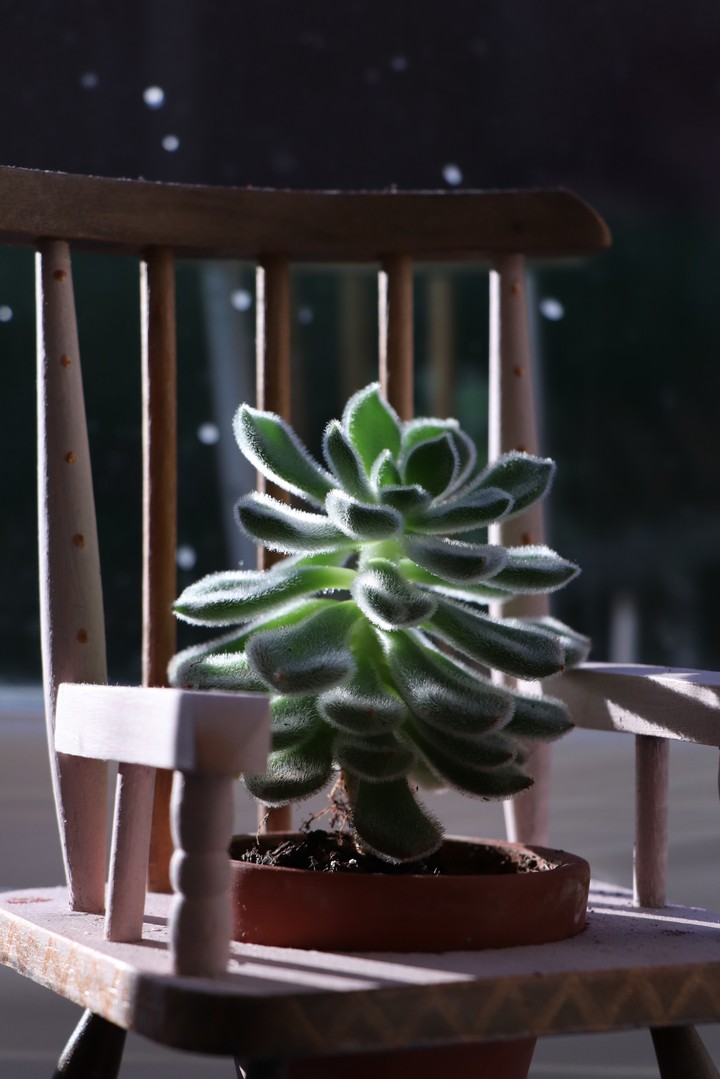 Succulent in a miniature chair