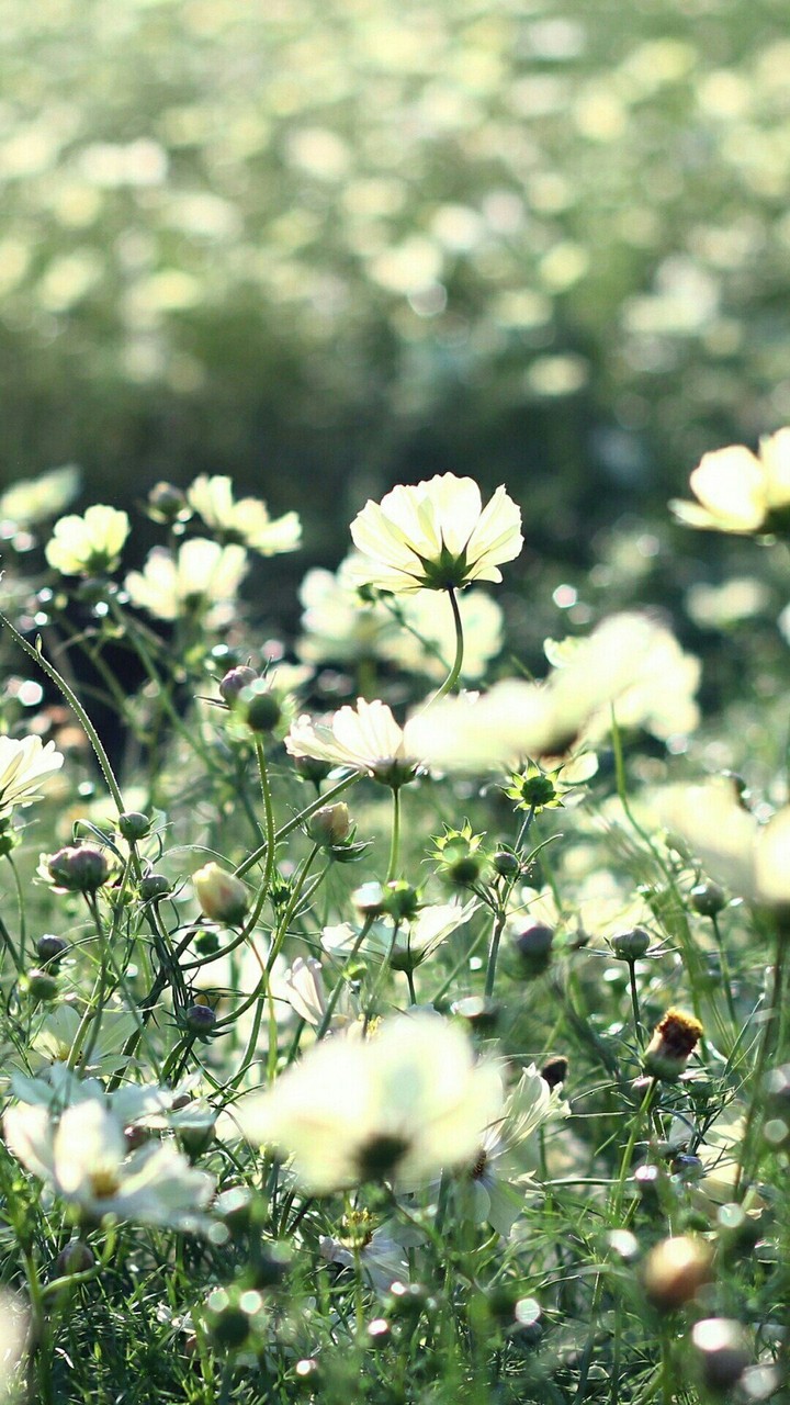 flora...