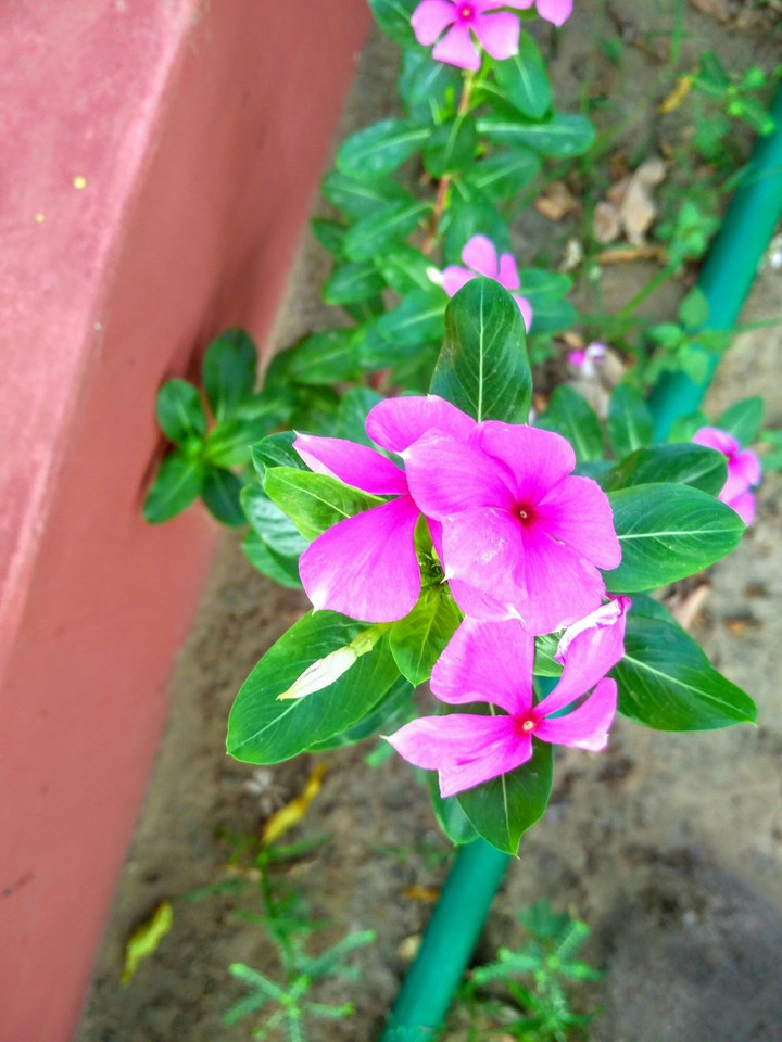 flower