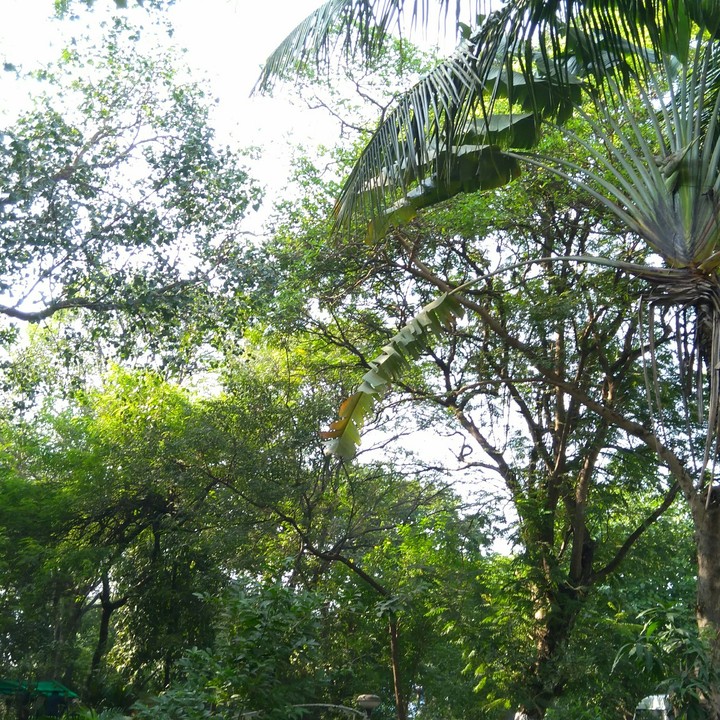 .......Green Tree3....