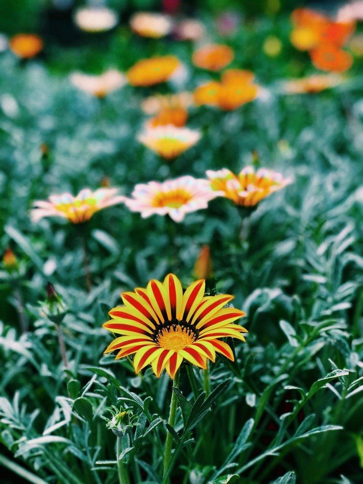 flower