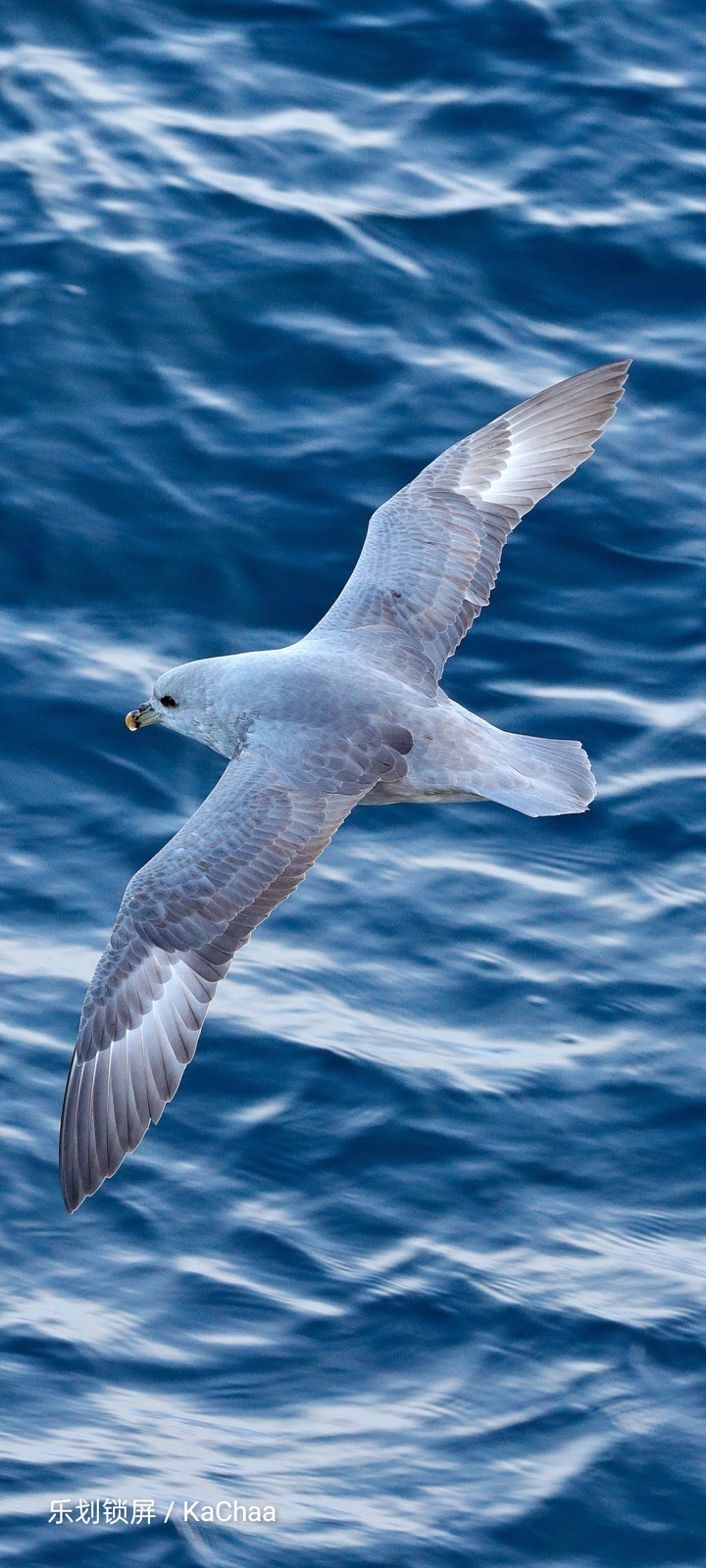 Birds of sea