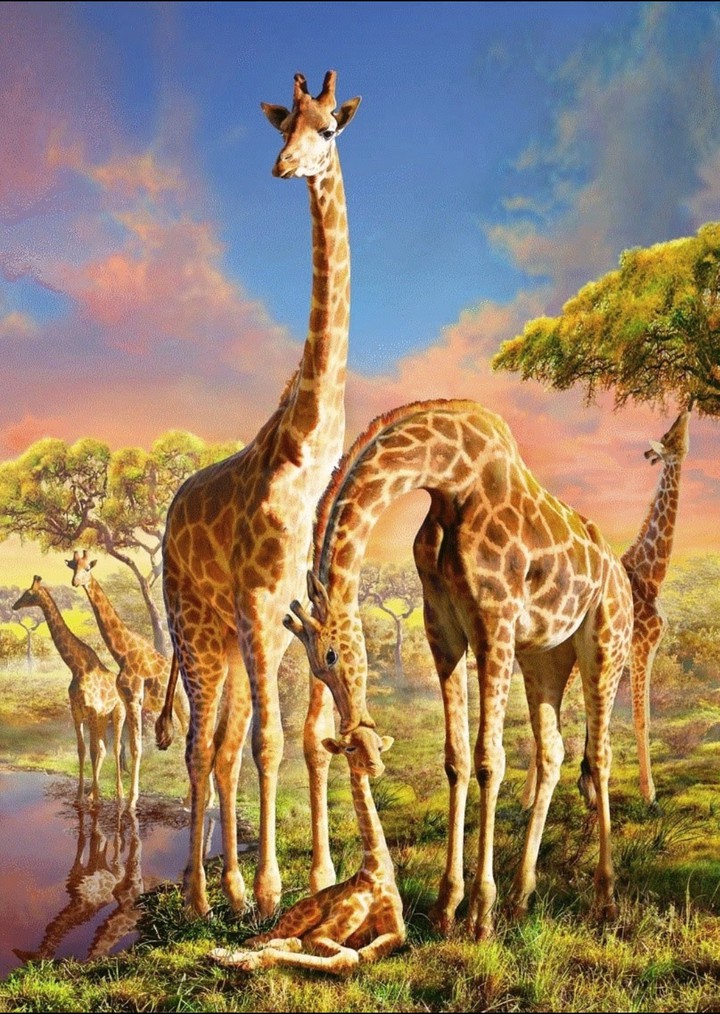 Africa