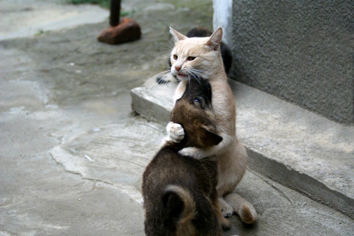 cat & dog