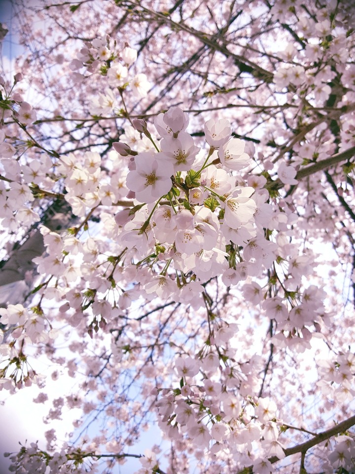 Cherry Blossom