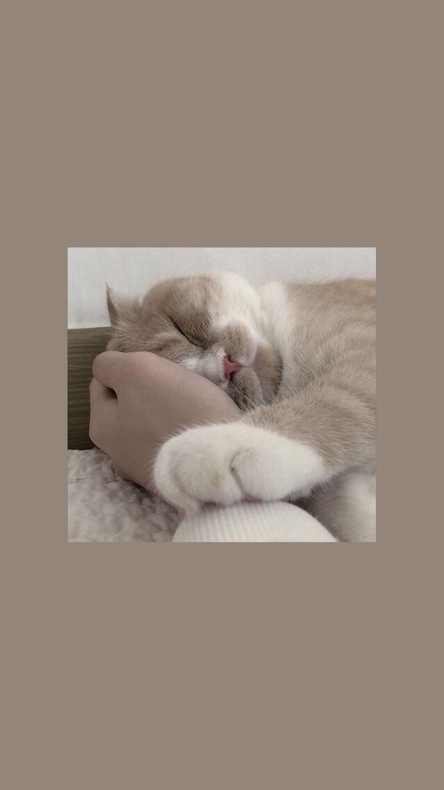 обои