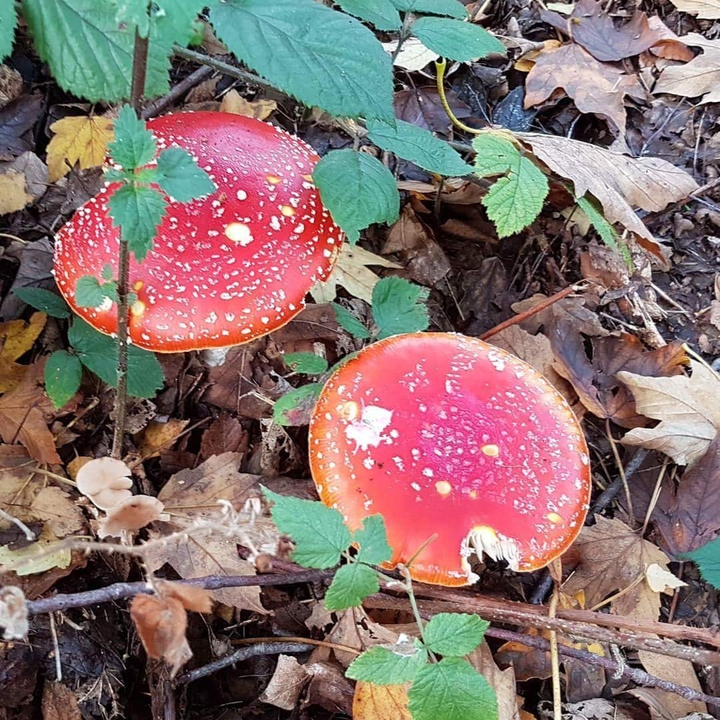 #Toadstool