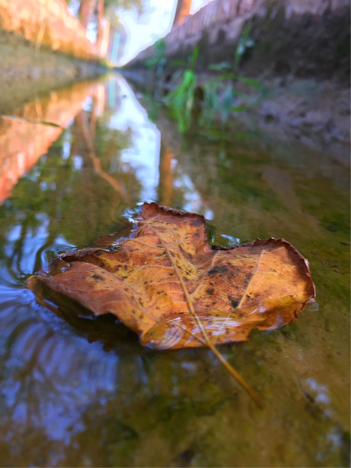leaf