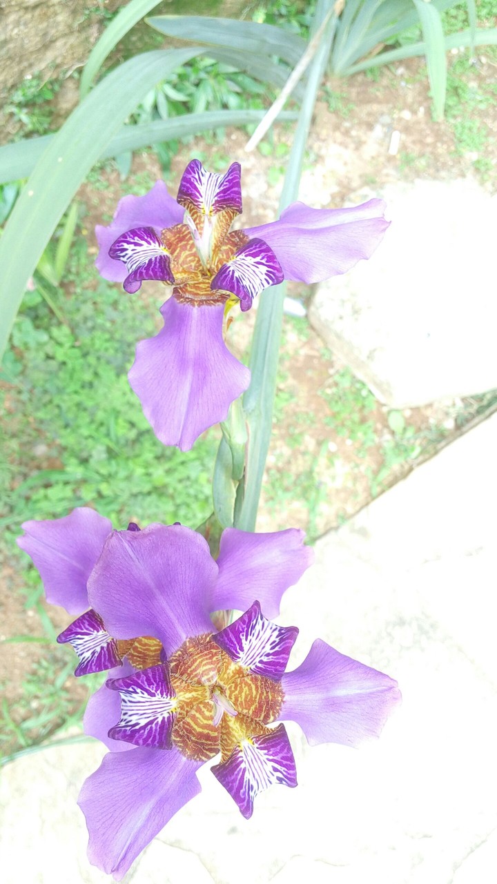 flower