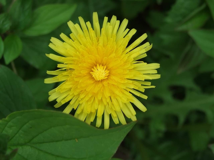 dandelion