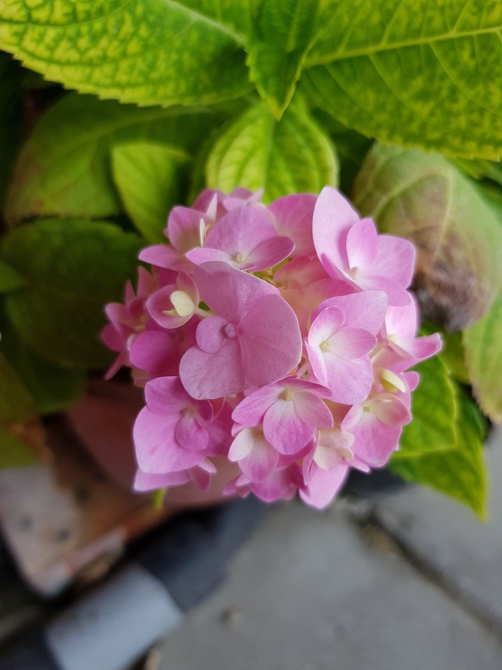 花卉