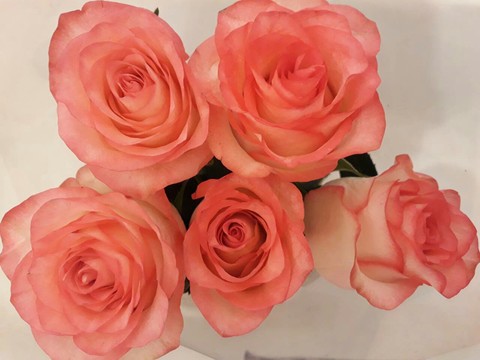papéis de parede pink, flower