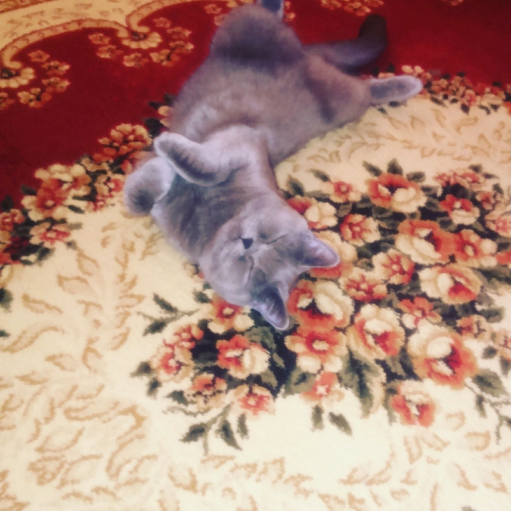 кошечка