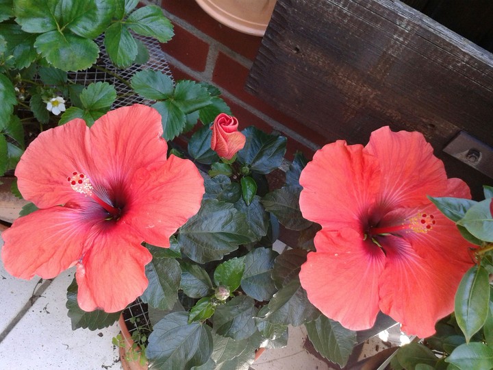 Hibiskus
