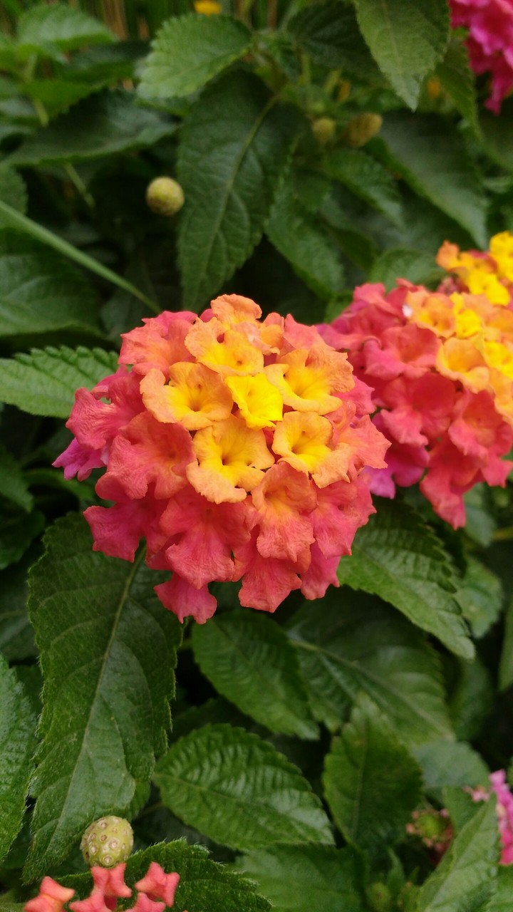 Ombre Flower