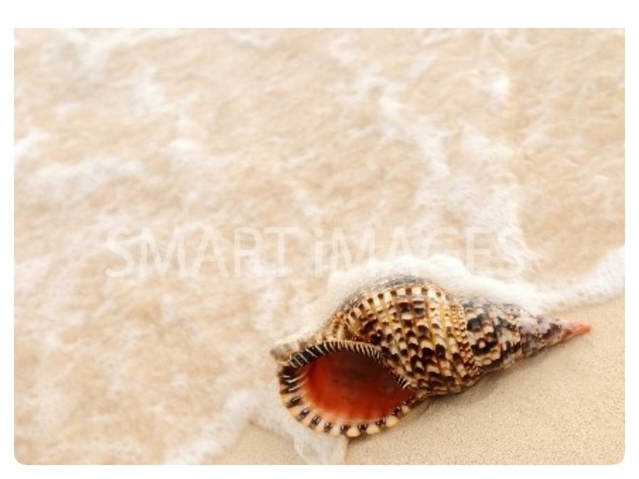 seashell