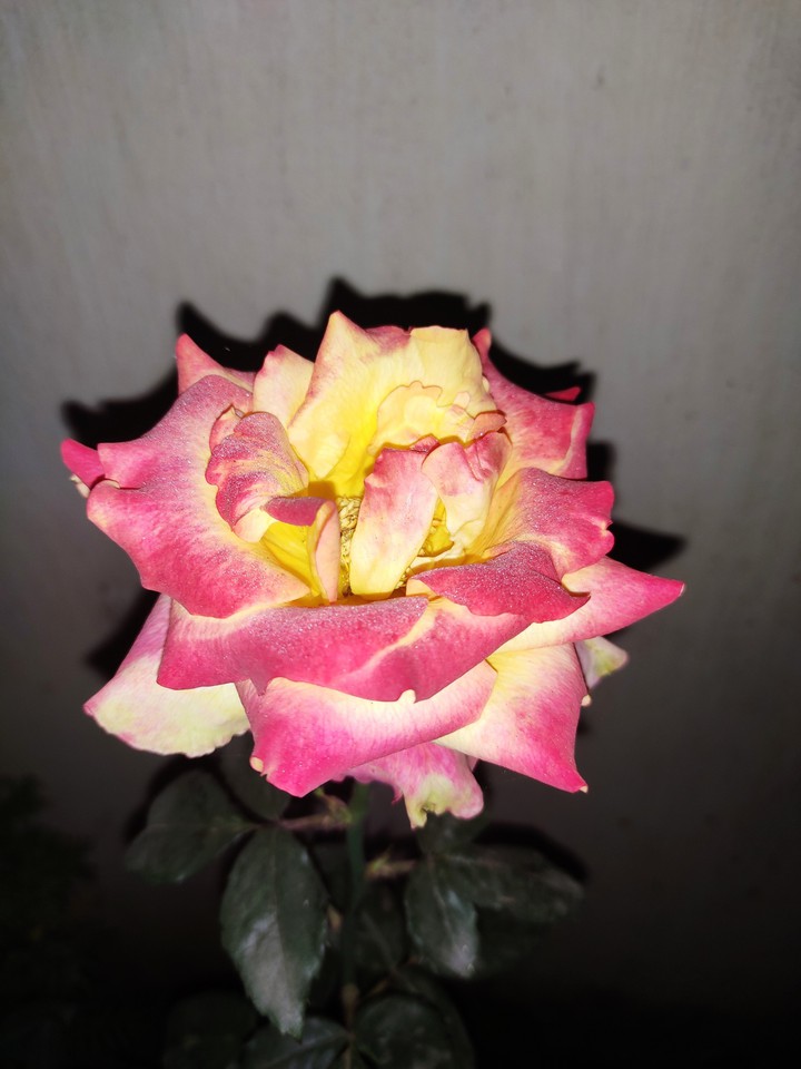 Rose..29.1.2020